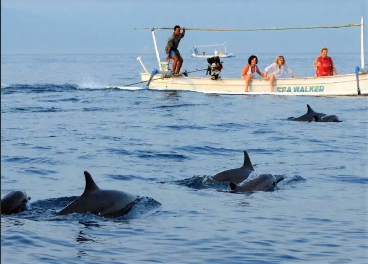 dolphine watching tour, lovina tour, lovina beach tour