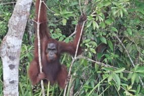 Orang Utan 02