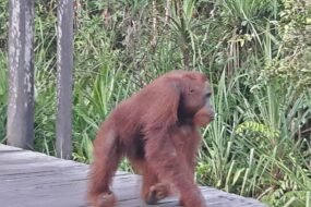 Orang Utan 03