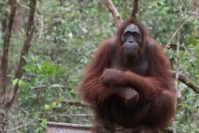 Orang Utan 04