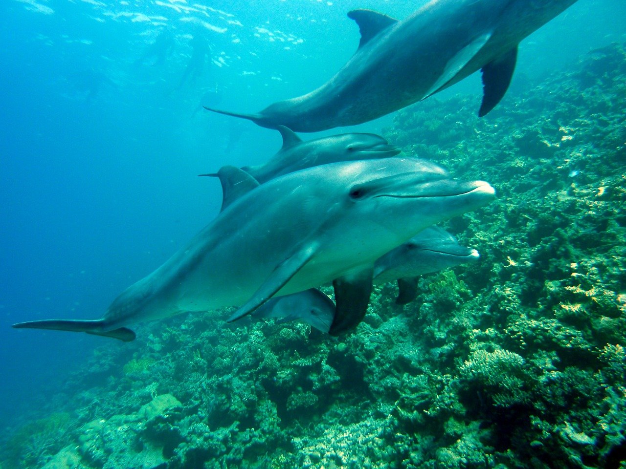 dolphins, marine mammals, dive-378217.jpg
