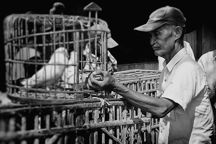 bird's market, pigeon race