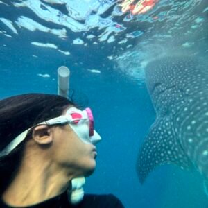 swimming with whale shark, snorekeling with whale shark