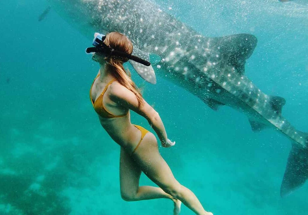 whale shark tour, diving with whalesark