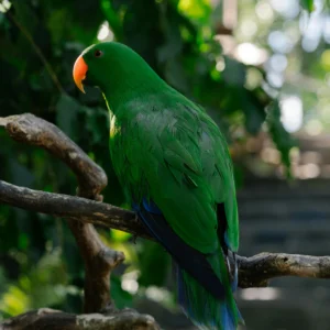 java bali birds watching tour, birds watching tour indonesia