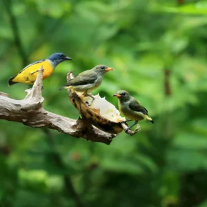 birds watching tour, ujungkulon national park, ujungkulon tours